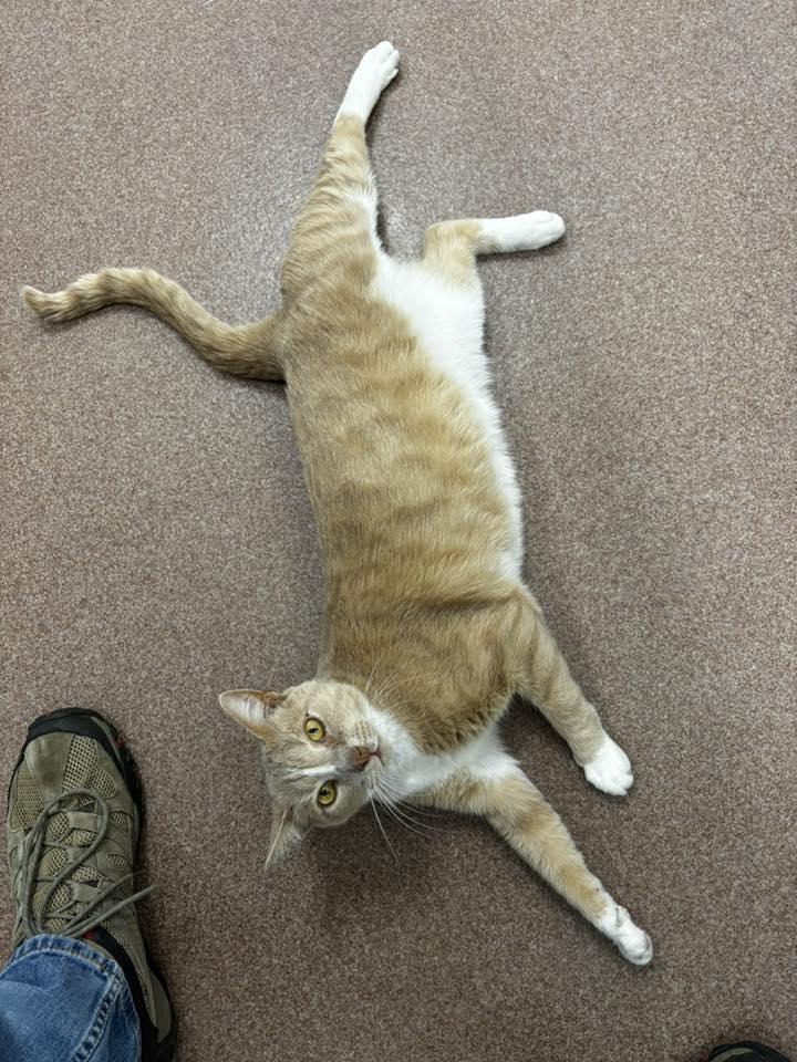 Enlarge Monty, a ADOPTABLE Domestic Short Hair in Maidens, VA image 2/2