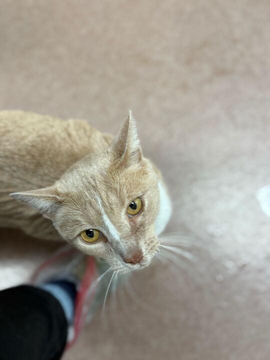 Enlarge Monty, a ADOPTABLE Domestic Short Hair in Maidens, VA image 3/3