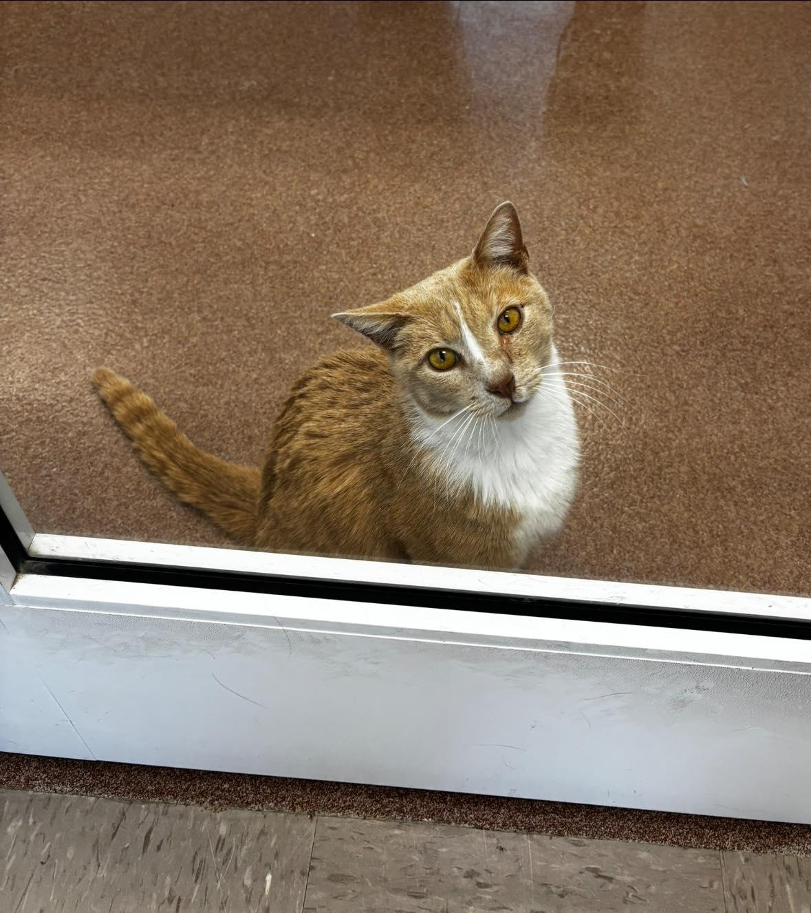 Enlarge Monty, a ADOPTABLE Domestic Short Hair in Maidens, VA image 1/2