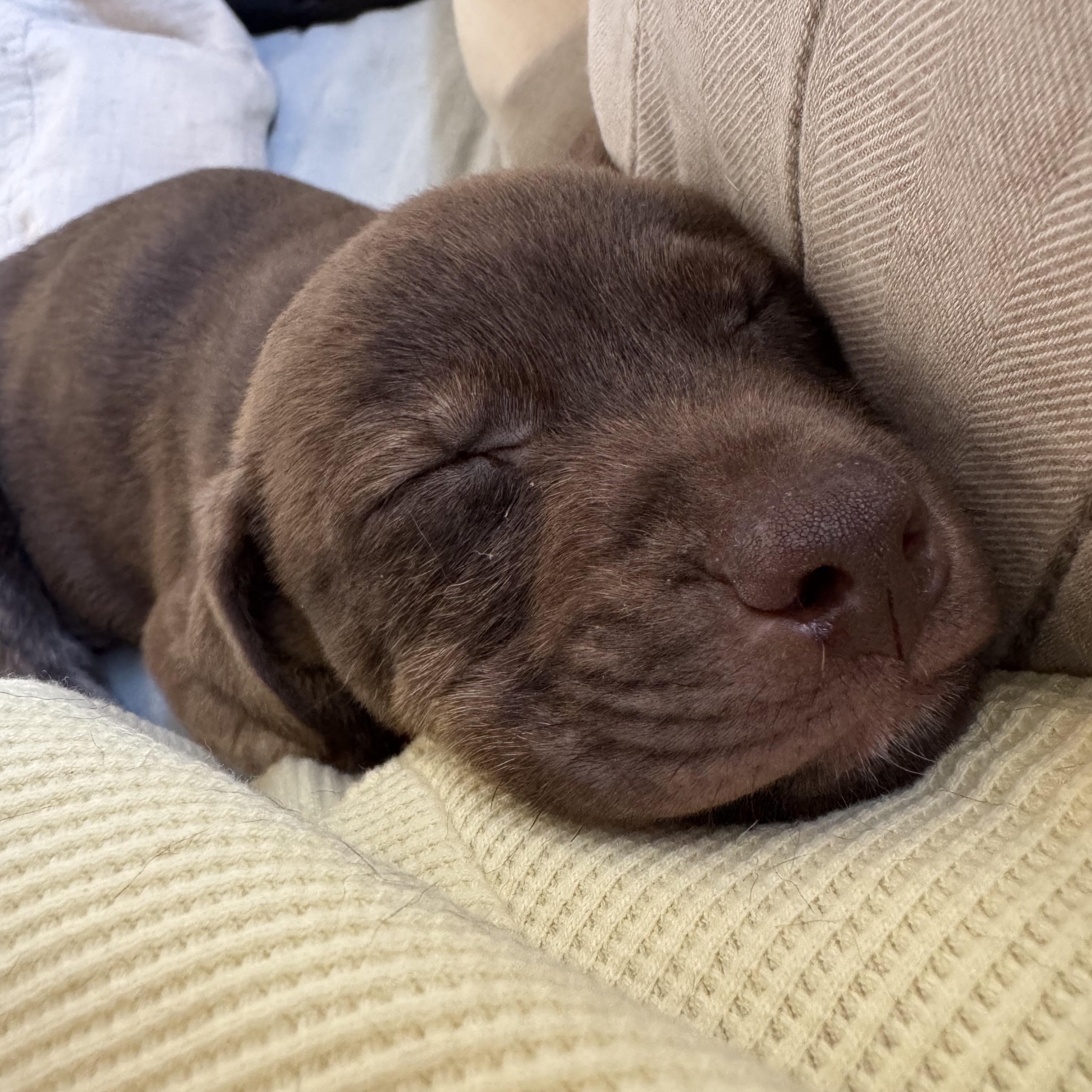 Enlarge HERSHEY!, a Adoptable mixed breed in Loomis, CA image 1/5