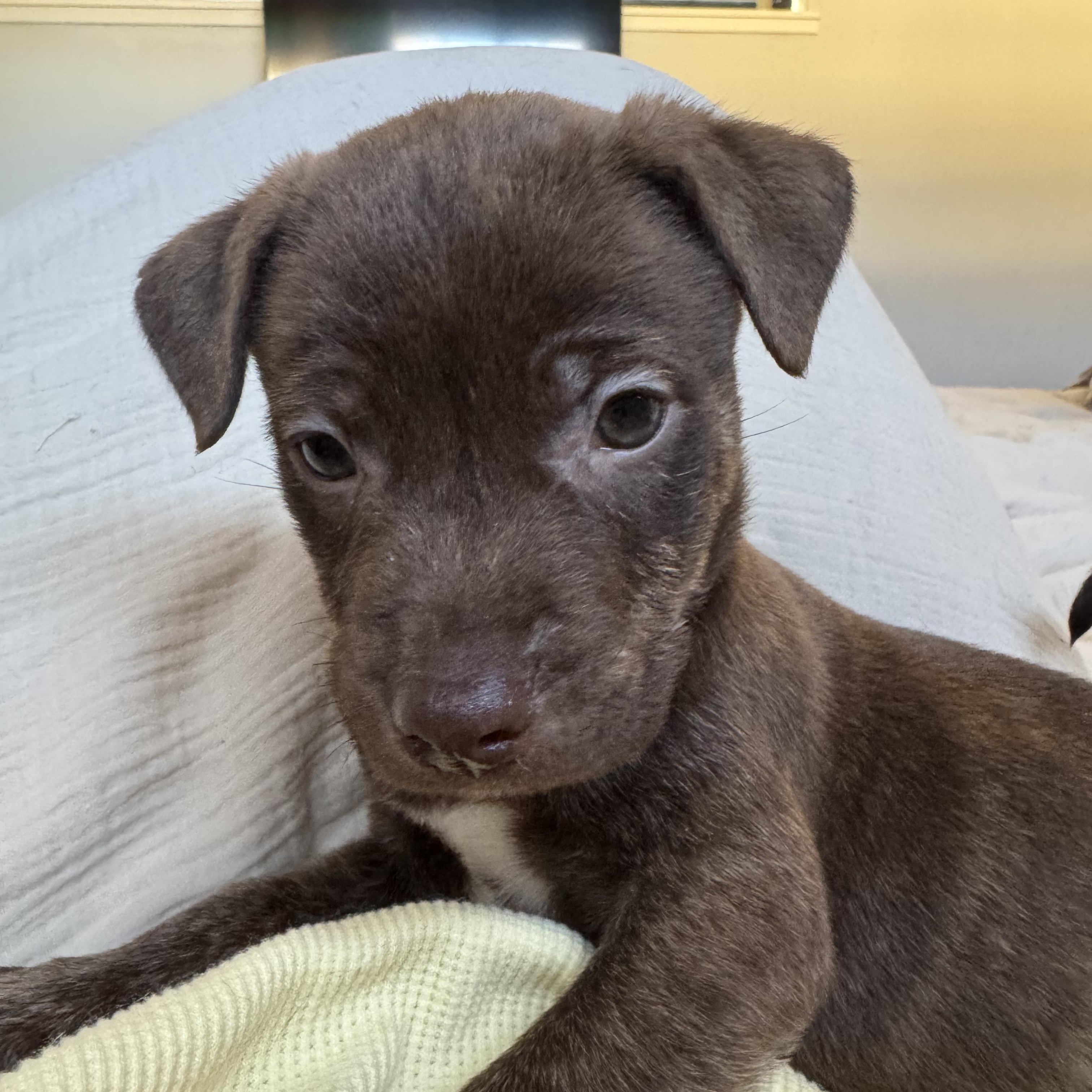 Enlarge HERSHEY!, a Adoptable mixed breed in Loomis, CA image 2/5