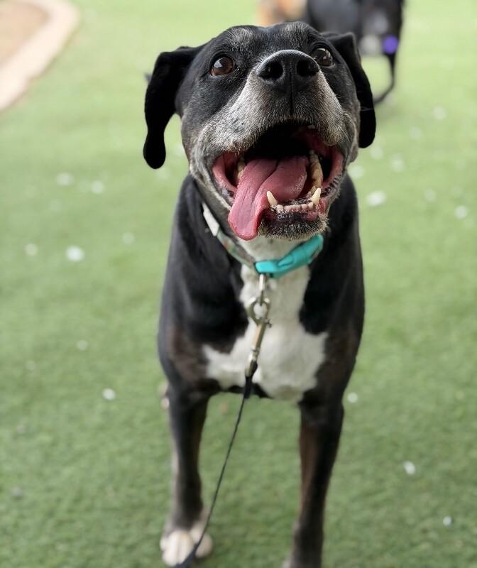 Enlarge Gunner, a Adoptable Boxer in Fruit Heights, UT image 1/6