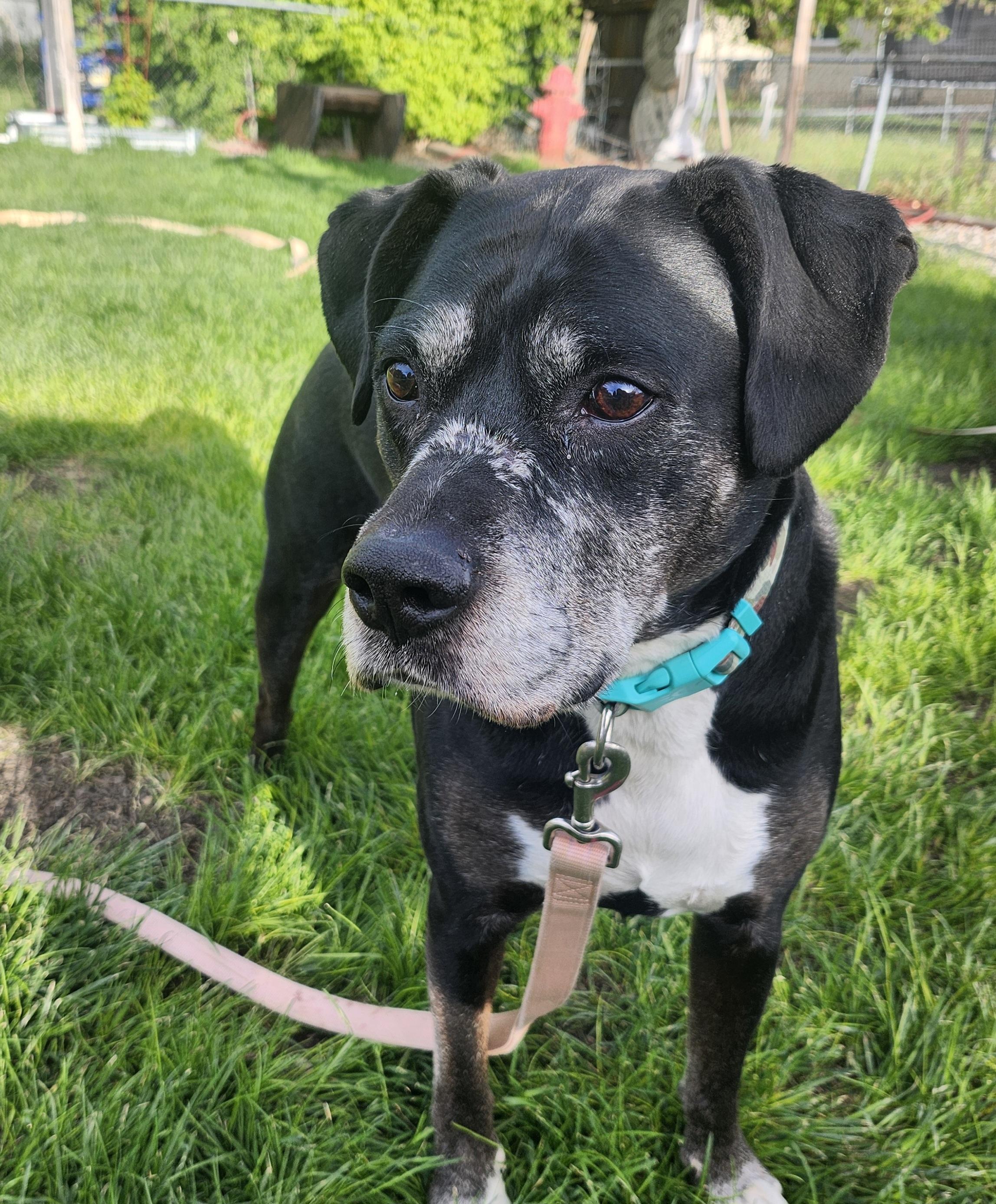 Enlarge Gunner, a Adoptable Boxer in Fruit Heights, UT image 2/6