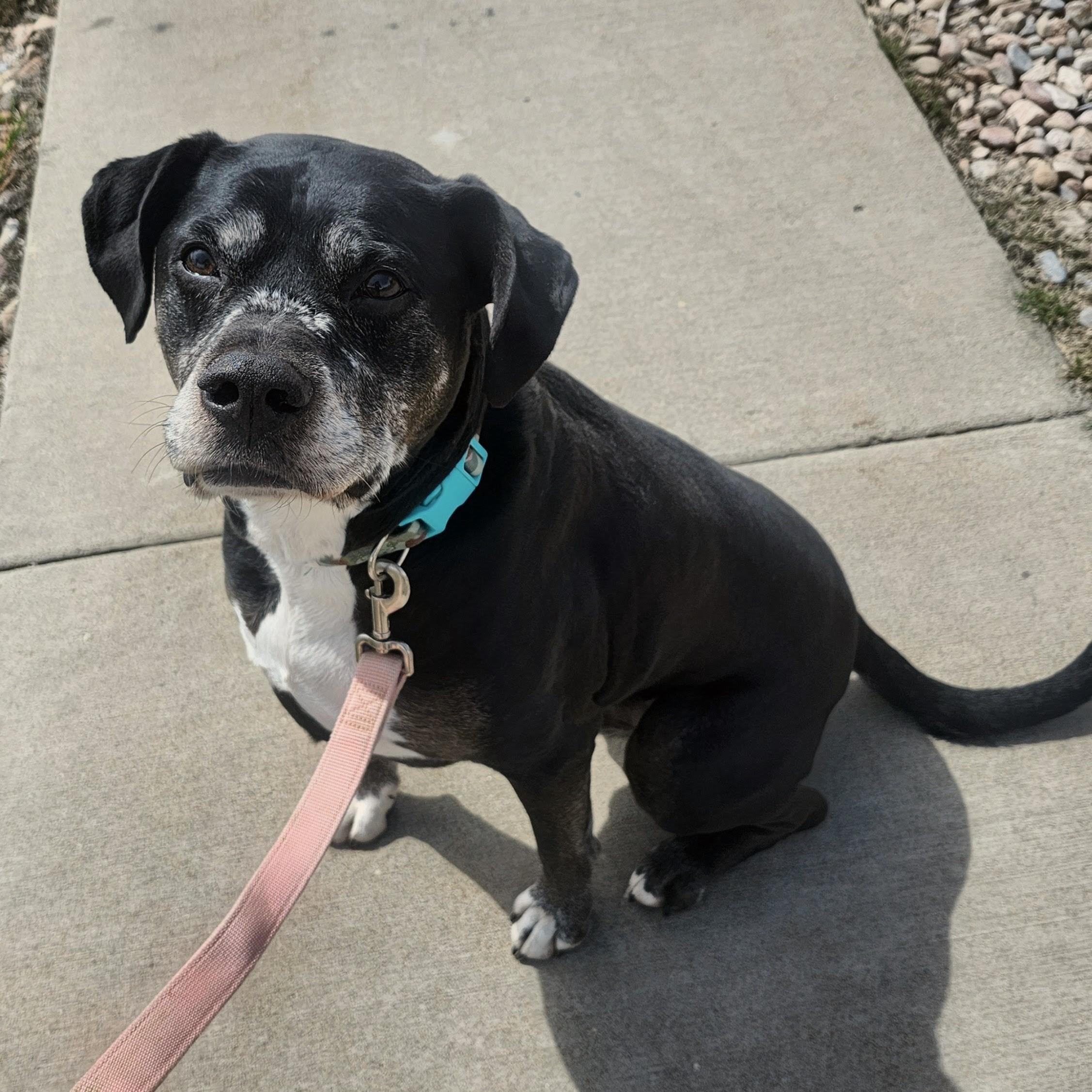 Enlarge Gunner, a Adoptable Boxer in Fruit Heights, UT image 3/6