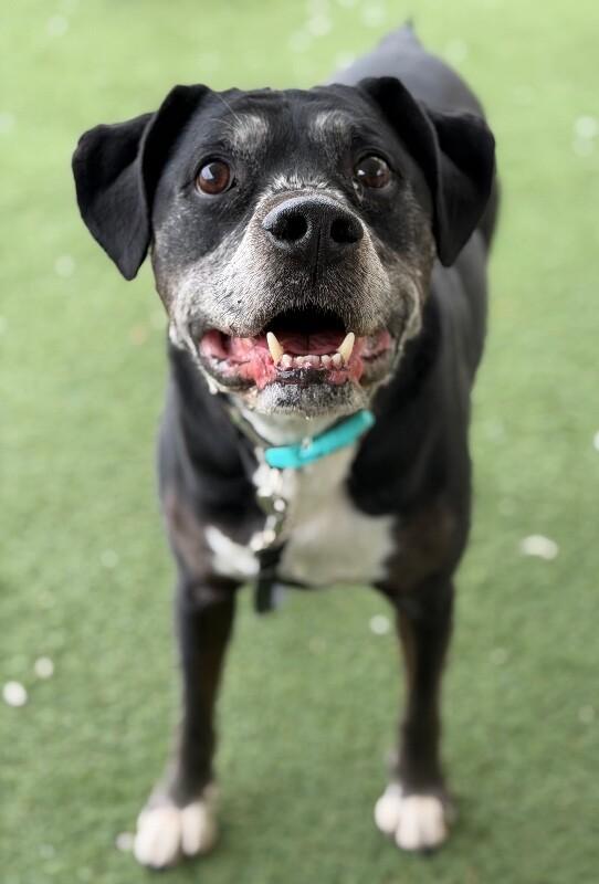 Enlarge Gunner, a Adoptable Boxer in Fruit Heights, UT image 4/6