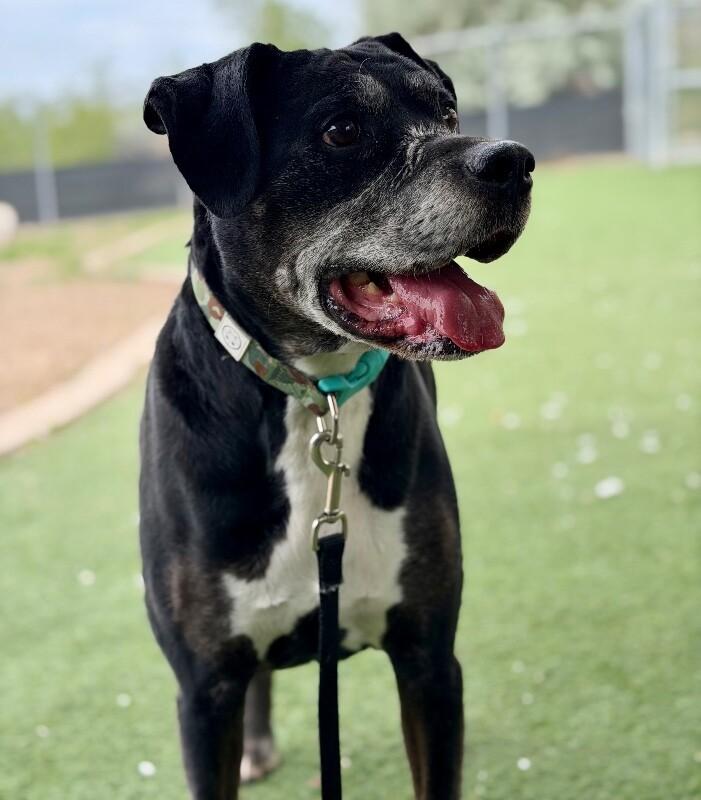 Enlarge Gunner, a Adoptable Boxer in Fruit Heights, UT image 5/6