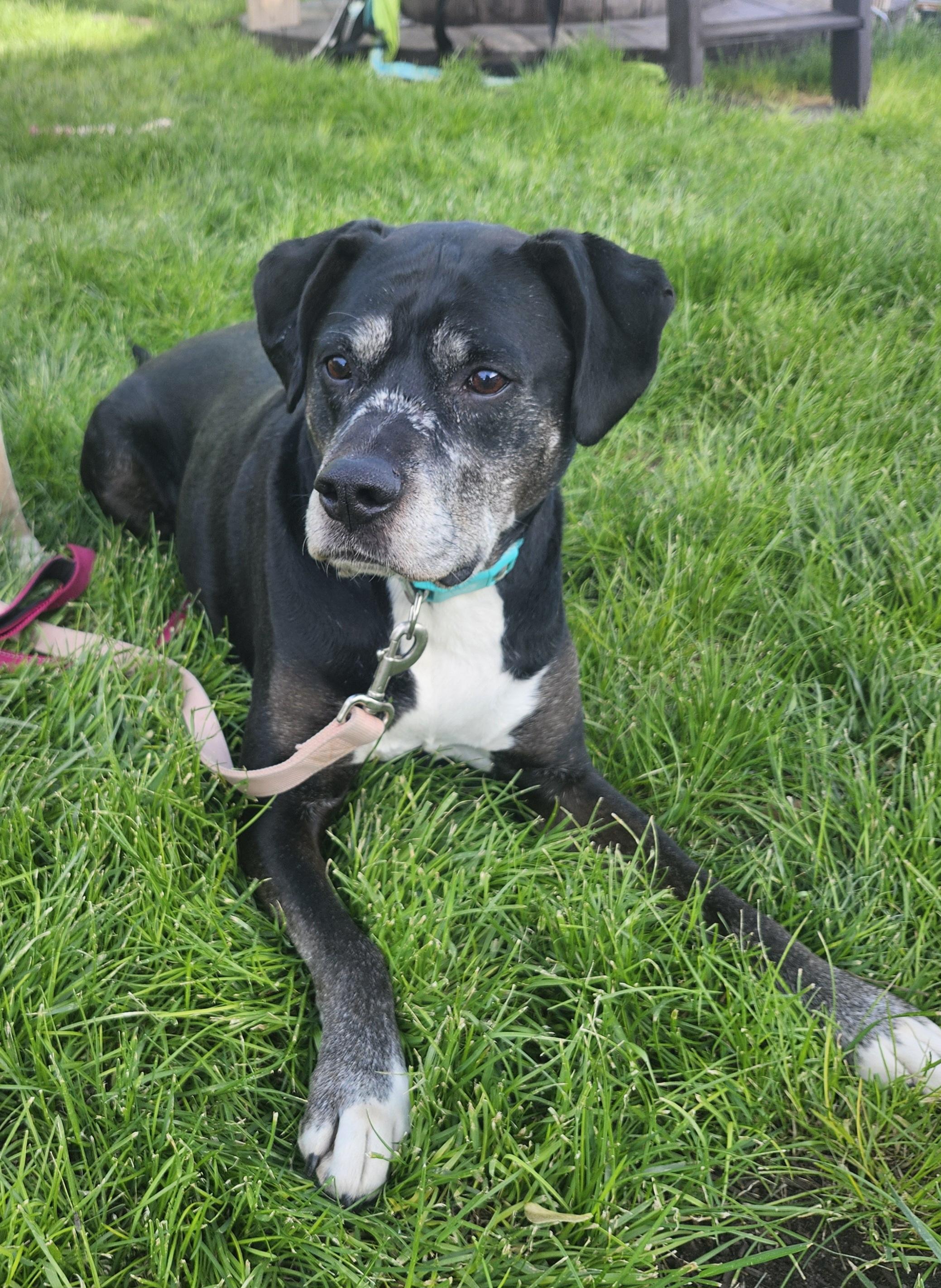 Enlarge Gunner, a Adoptable Boxer in Fruit Heights, UT image 6/6