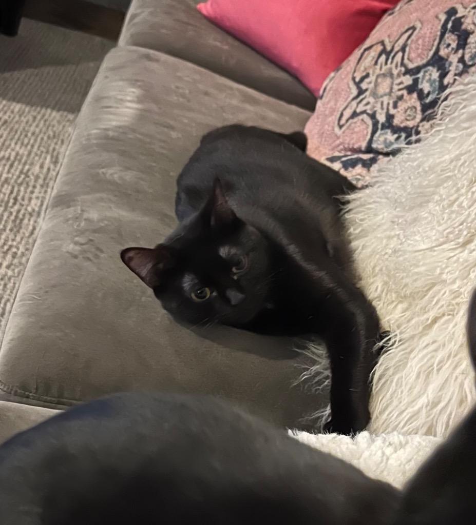 Easter Lily, Adoptable, Young Female Domestic Short Hair.