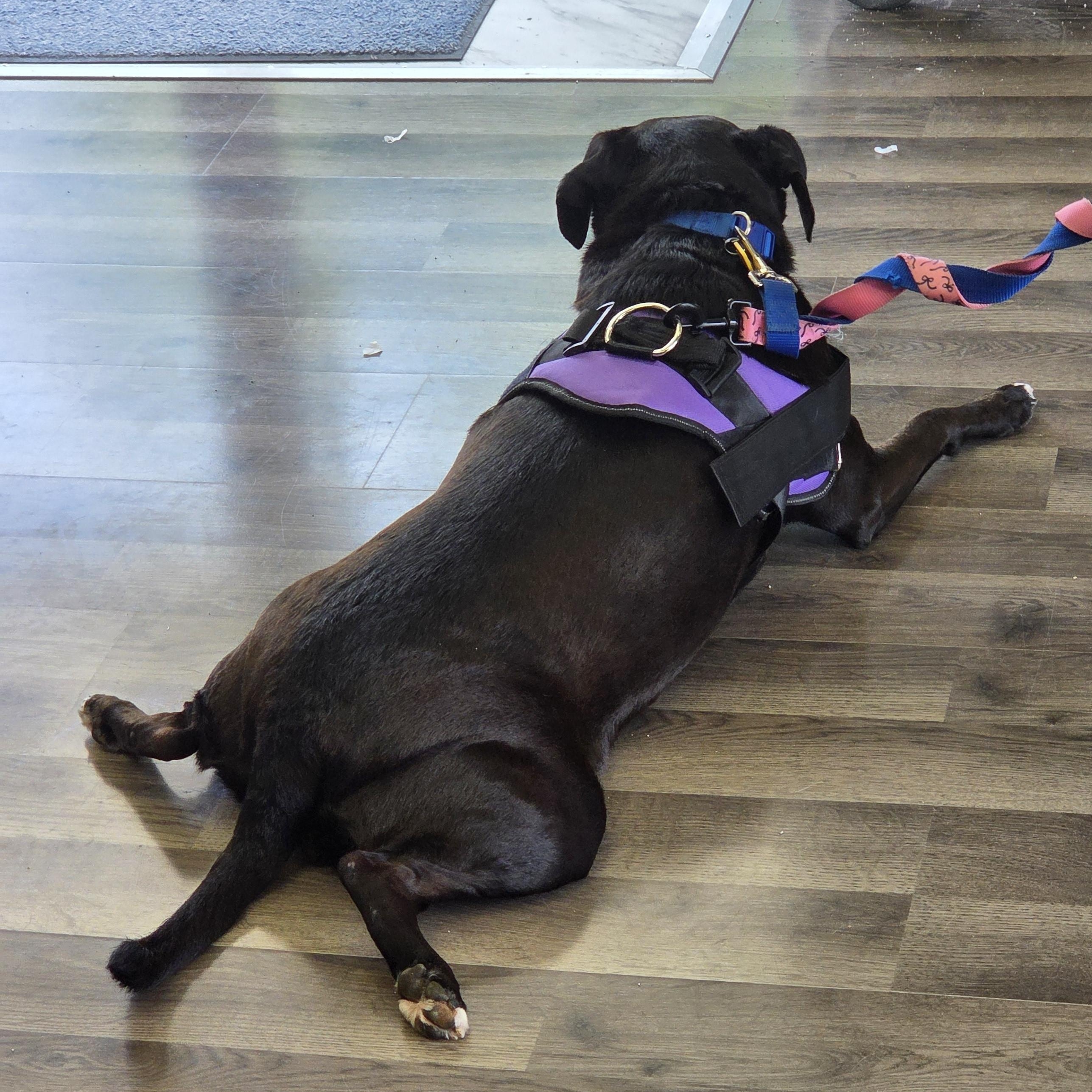 Enlarge Ellie, an adopted mixed breed in Carsonville, MI image 3/3
