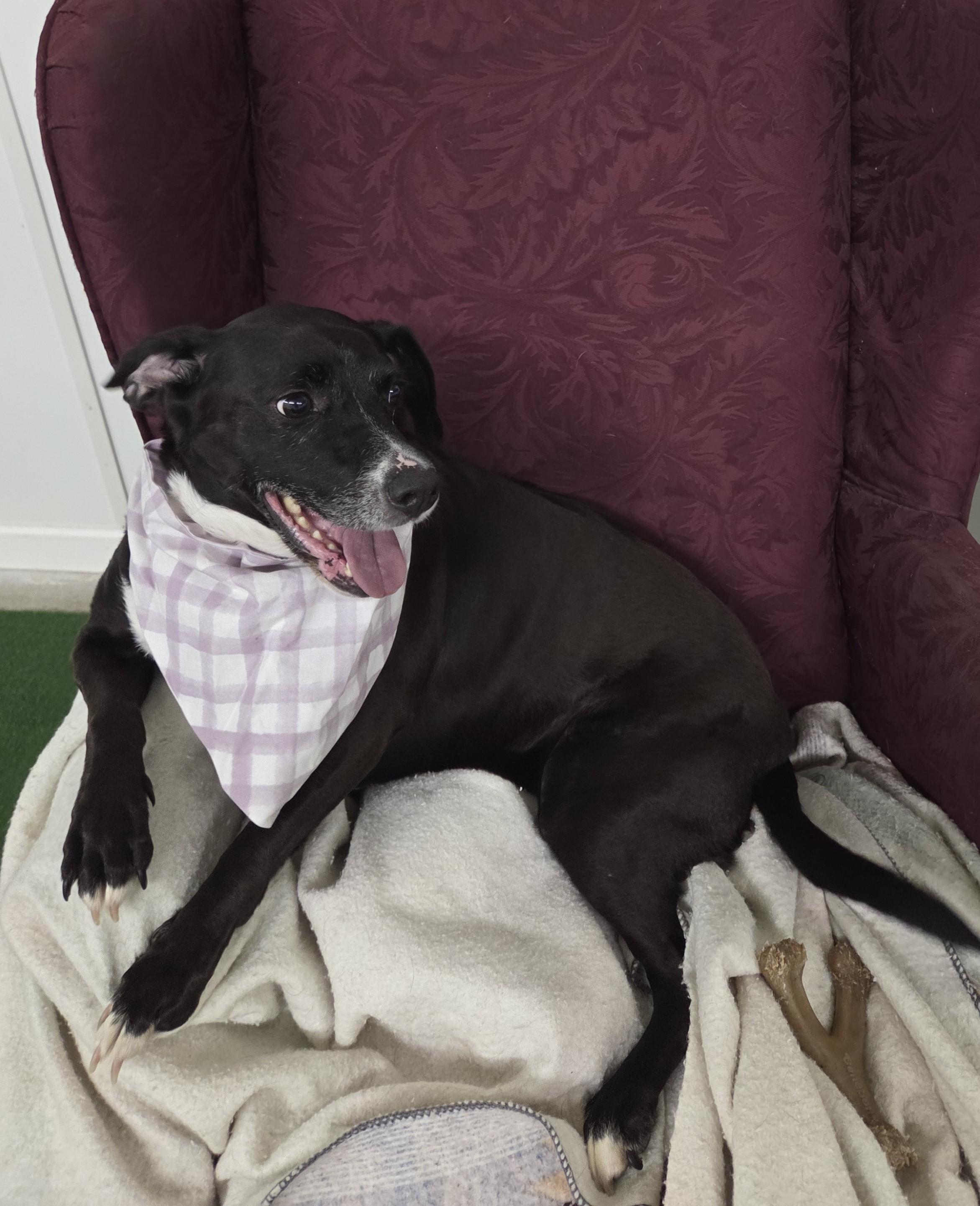 Enlarge Ellie, a Adoptable mixed breed in Lexington, MI image 5/5