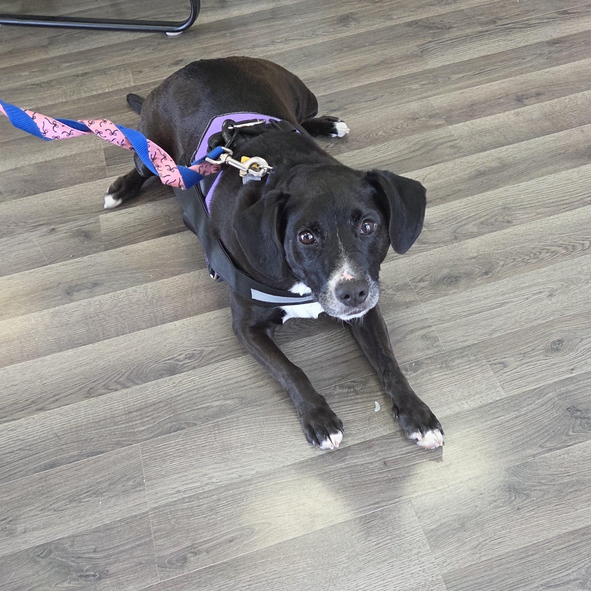 Enlarge Ellie, an adopted mixed breed in Carsonville, MI image 2/3