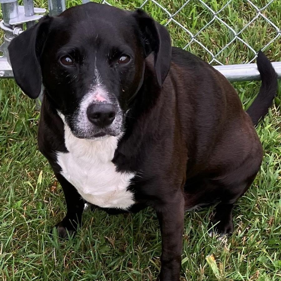 Enlarge Ellie, an adopted mixed breed in Carsonville, MI image 1/3