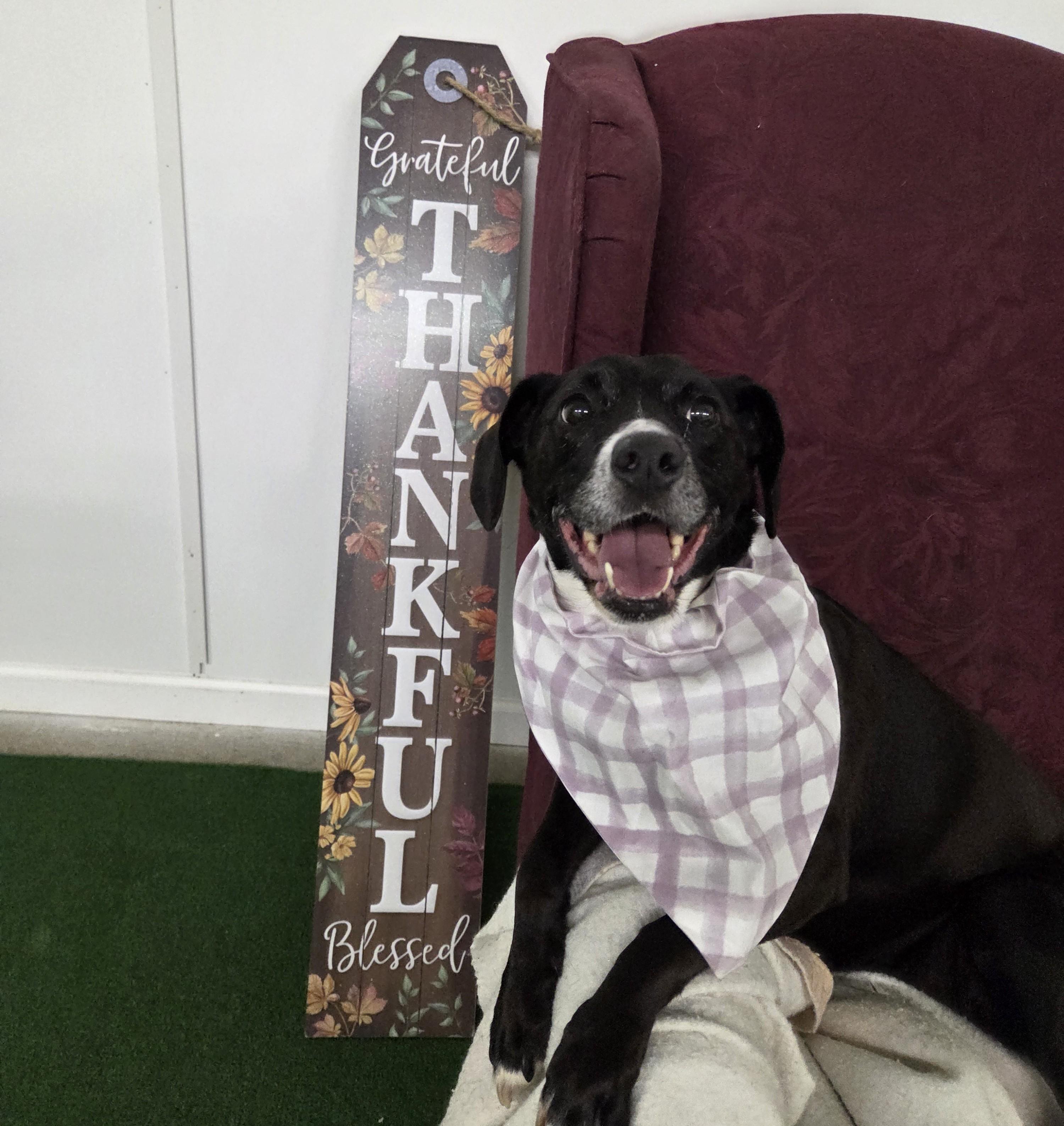 Ellie, Adoptable, Adult Female Black Labrador Retriever & Beagle.