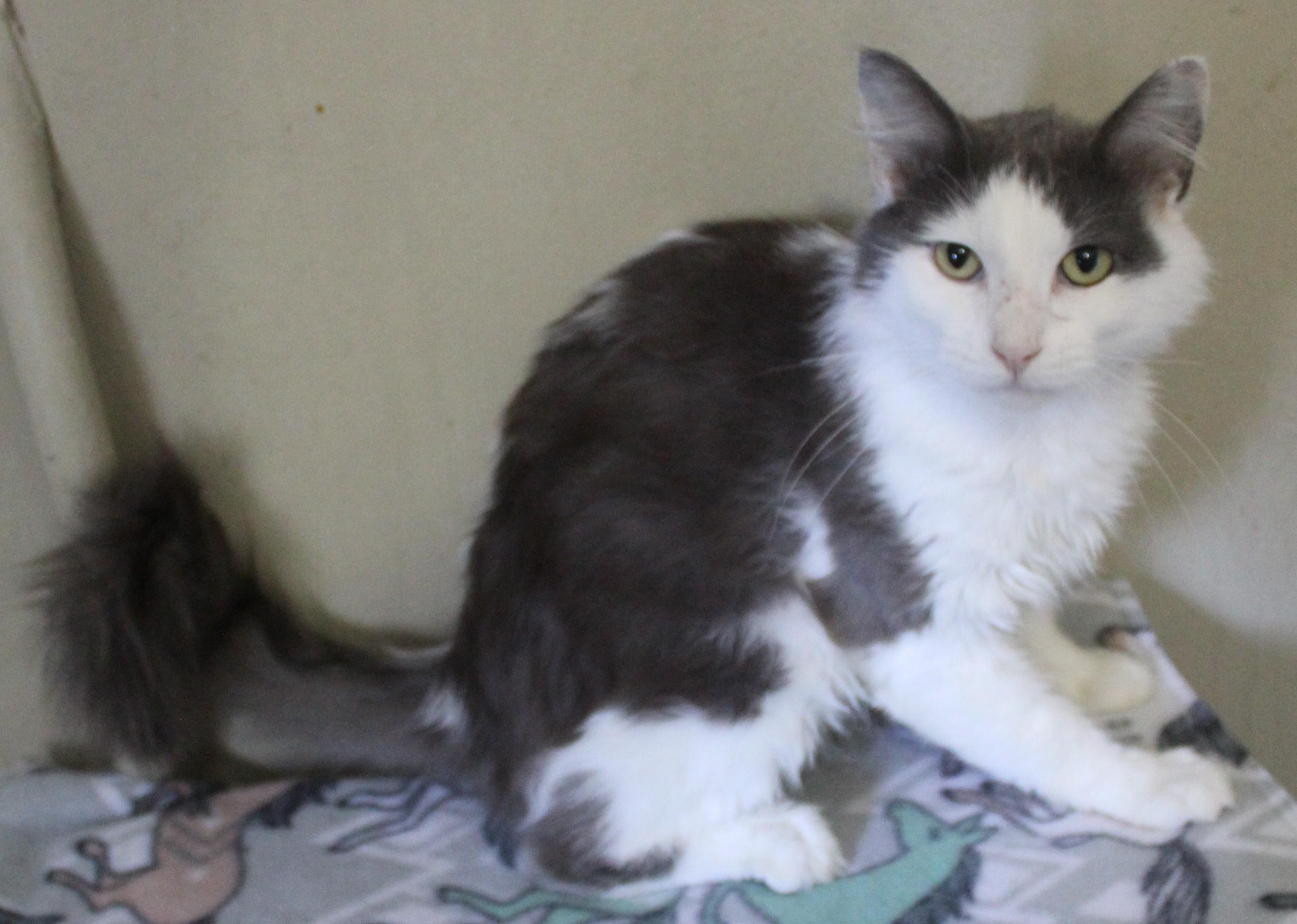 Hamish, an adoptable Domestic Medium Hair in Huron, SD, 57350 | Photo Image 1