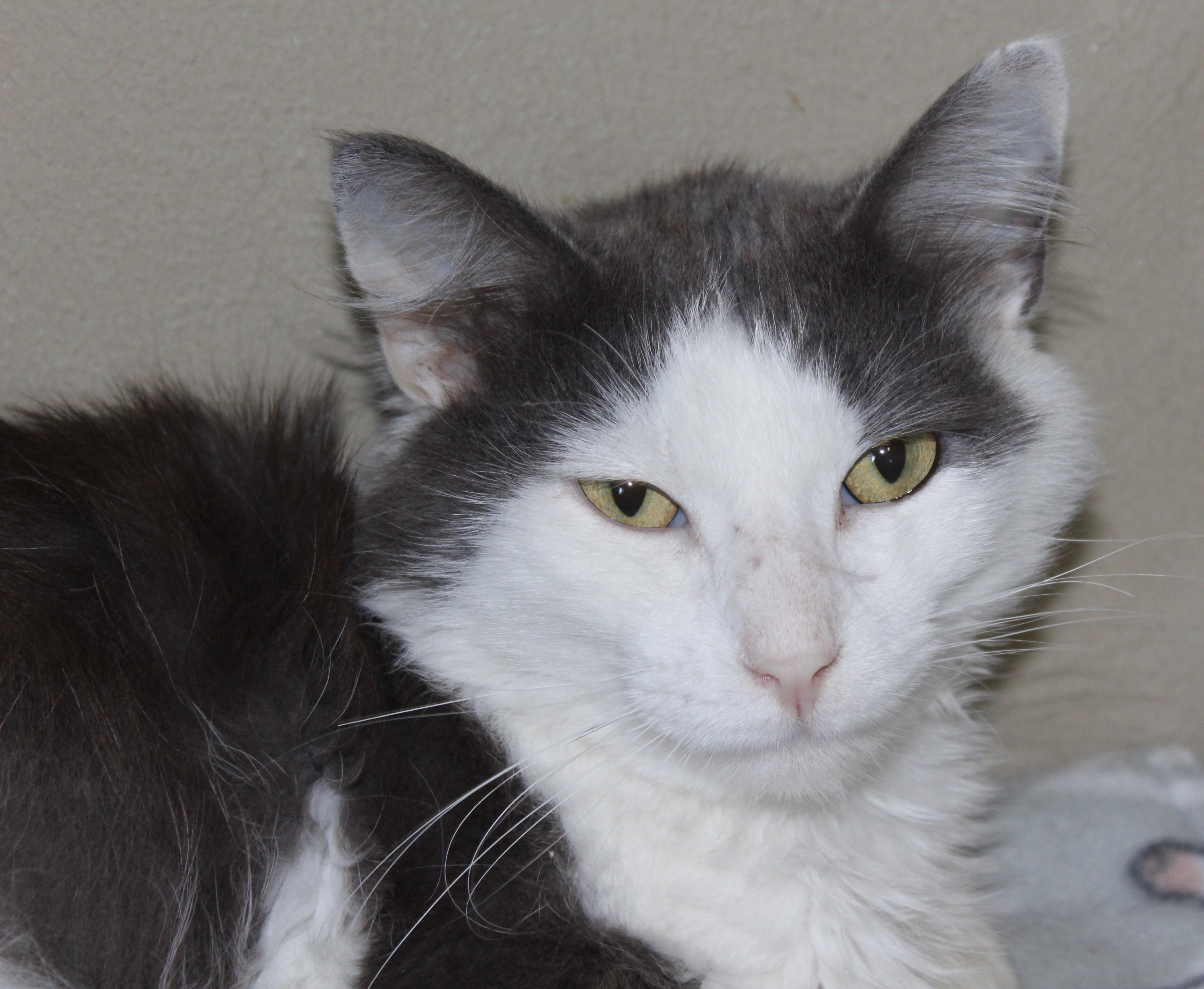 Hamish, an adoptable Domestic Medium Hair in Huron, SD, 57350 | Photo Image 2