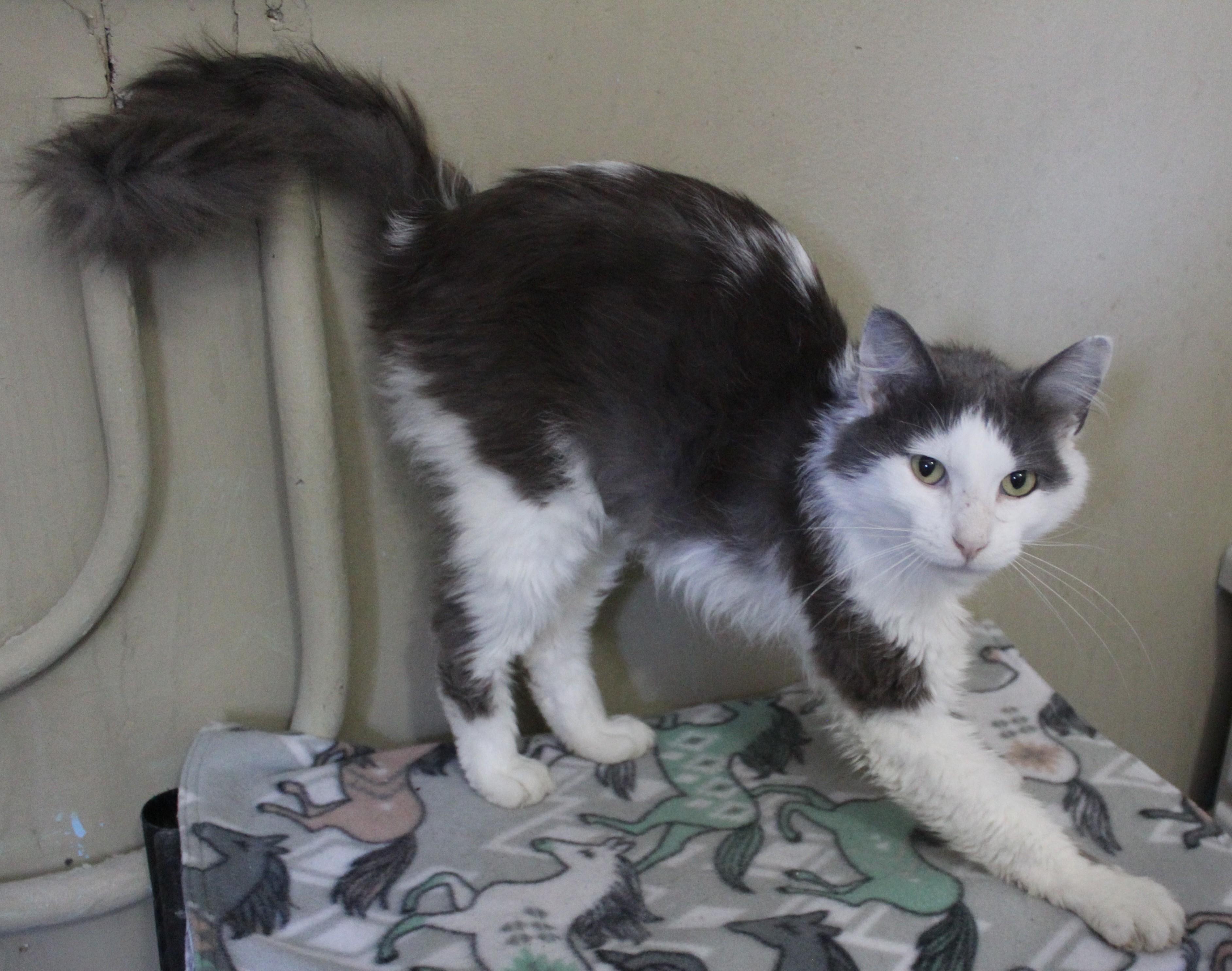 Hamish, an adoptable Domestic Medium Hair in Huron, SD, 57350 | Photo Image 3