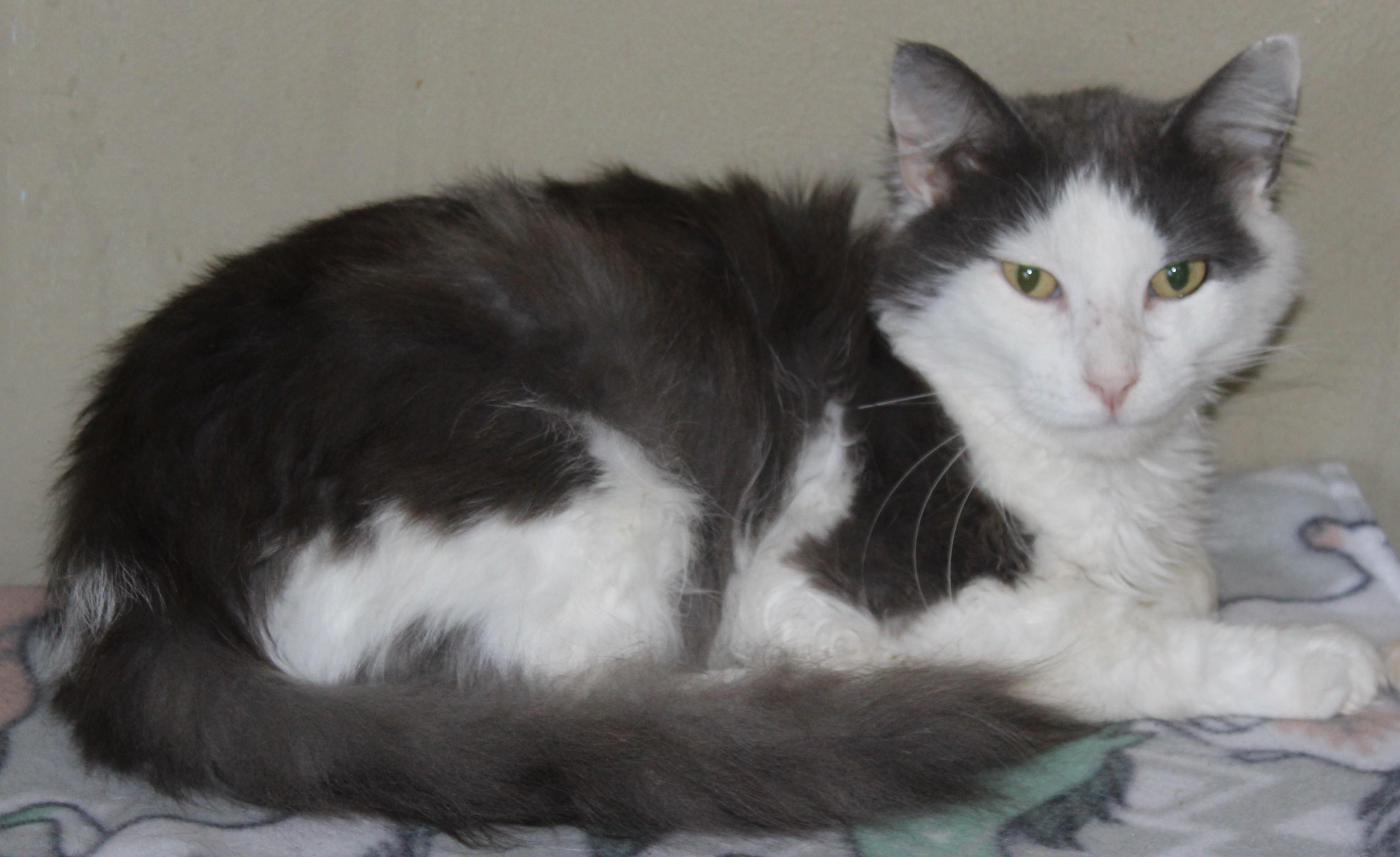 Hamish, an adoptable Domestic Medium Hair in Huron, SD, 57350 | Photo Image 4