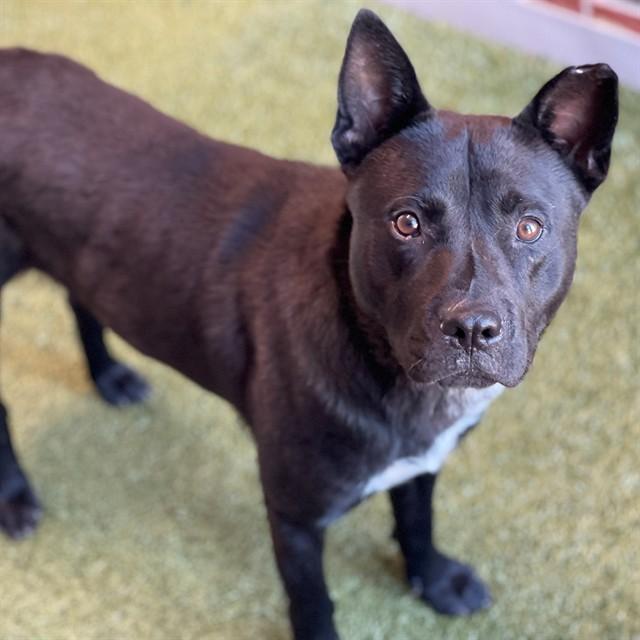 Enlarge LUCKY STRIKE, a Adoptable Mixed Breed in Edmond, OK image 1/1