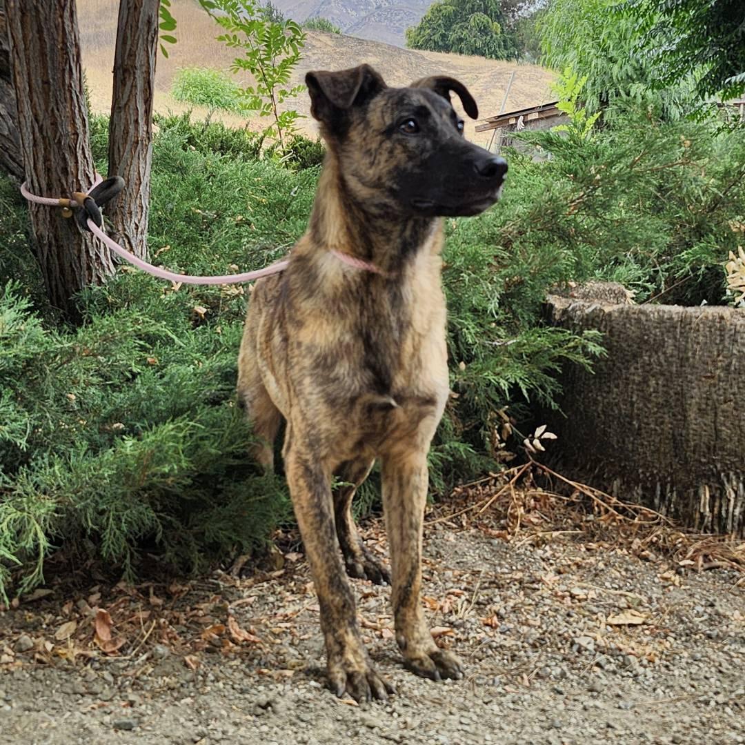 Dustin, Adoptable, Puppy Male Dutch Shepherd.