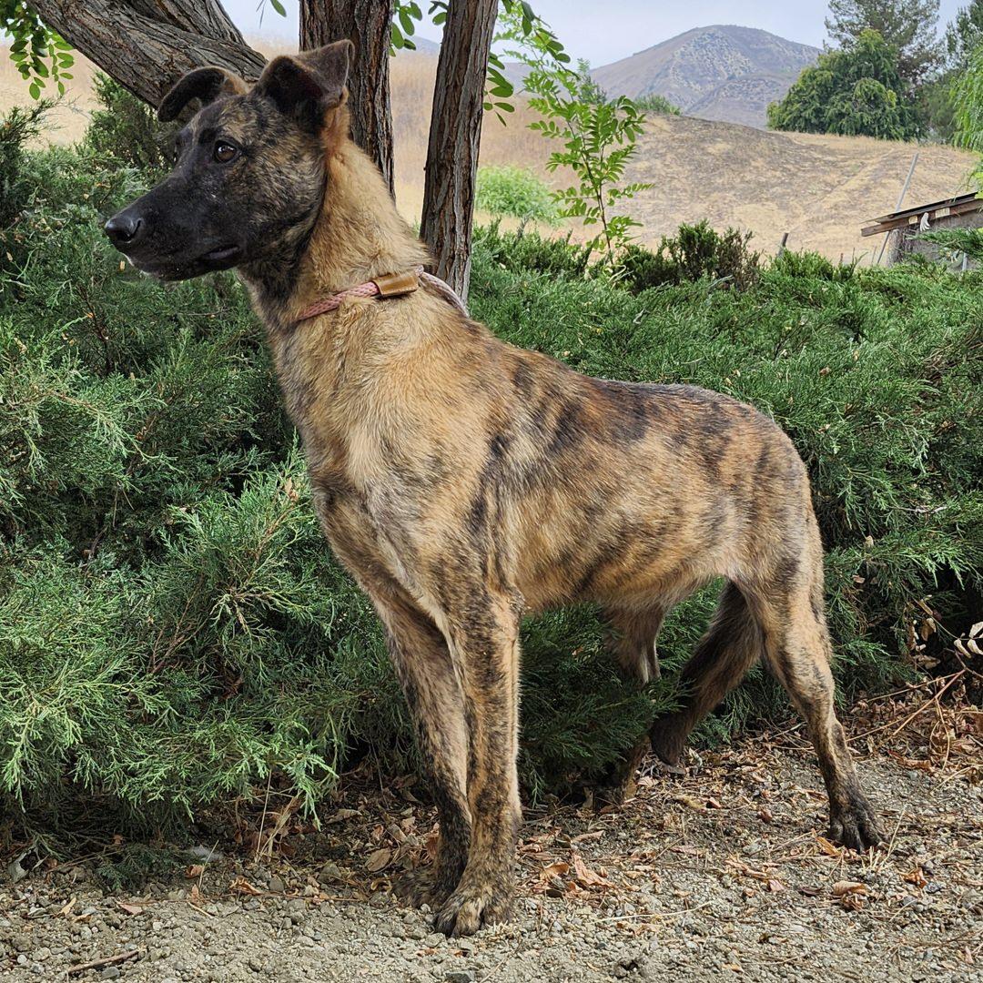 Dustin, a Adoptable mixed breed in Burbank, CA image 2/6