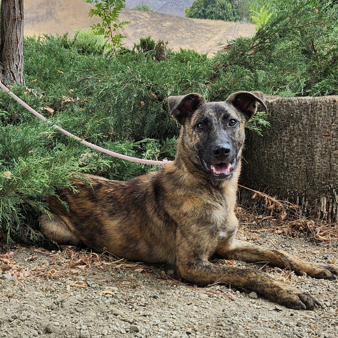 Dustin, a Adoptable mixed breed in Burbank, CA image 3/6
