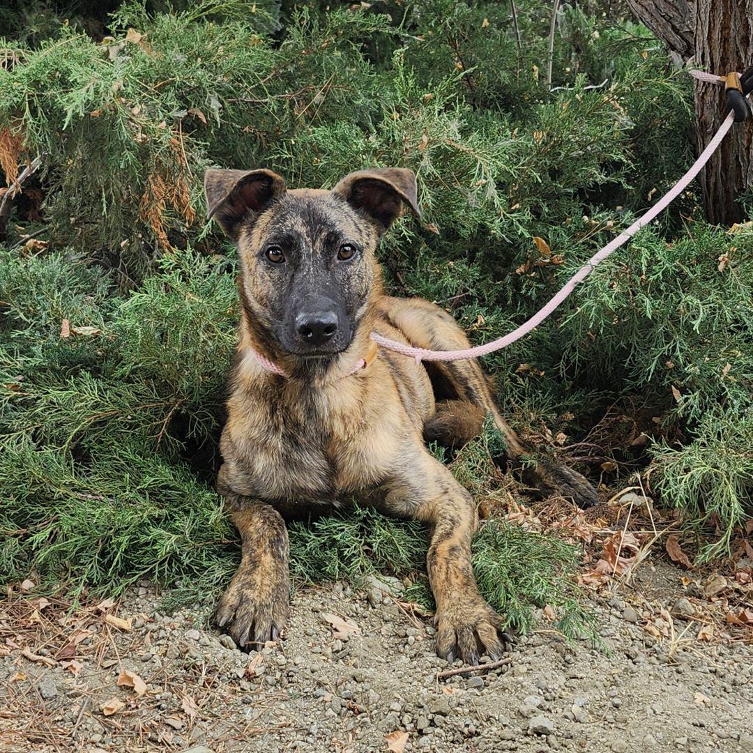 Dustin, a Adoptable mixed breed in Burbank, CA image 4/6