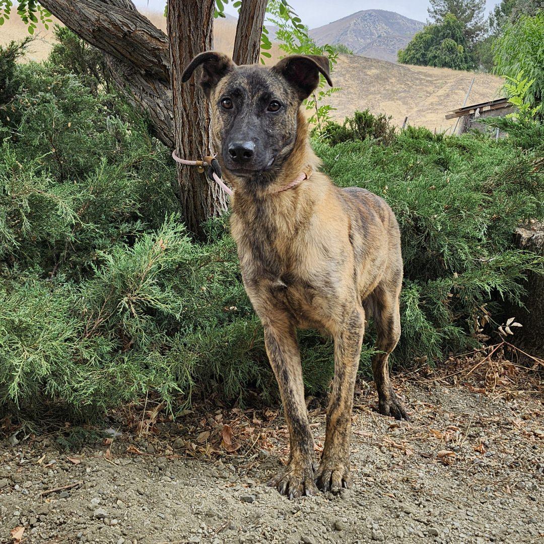 Dustin, a Adoptable mixed breed in Burbank, CA image 5/6