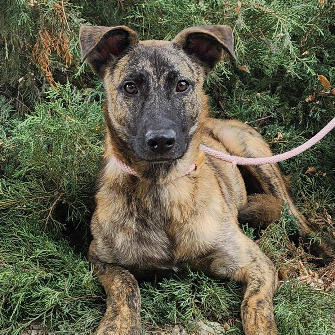 Dustin, a Adoptable mixed breed in Burbank, CA image 6/6