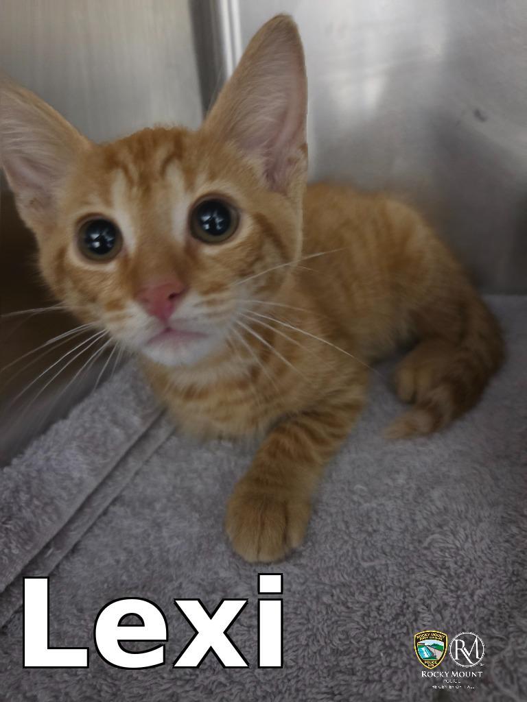 Enlarge Lexi, a Adopted mixed breed in Rocky Mount, NC image 1/1