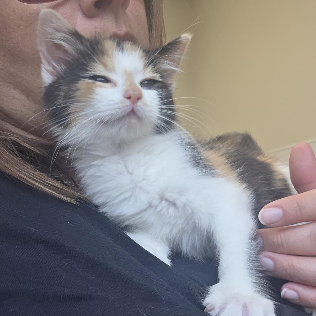 Cherry, Adoptable, Kitten Female Domestic Short Hair.