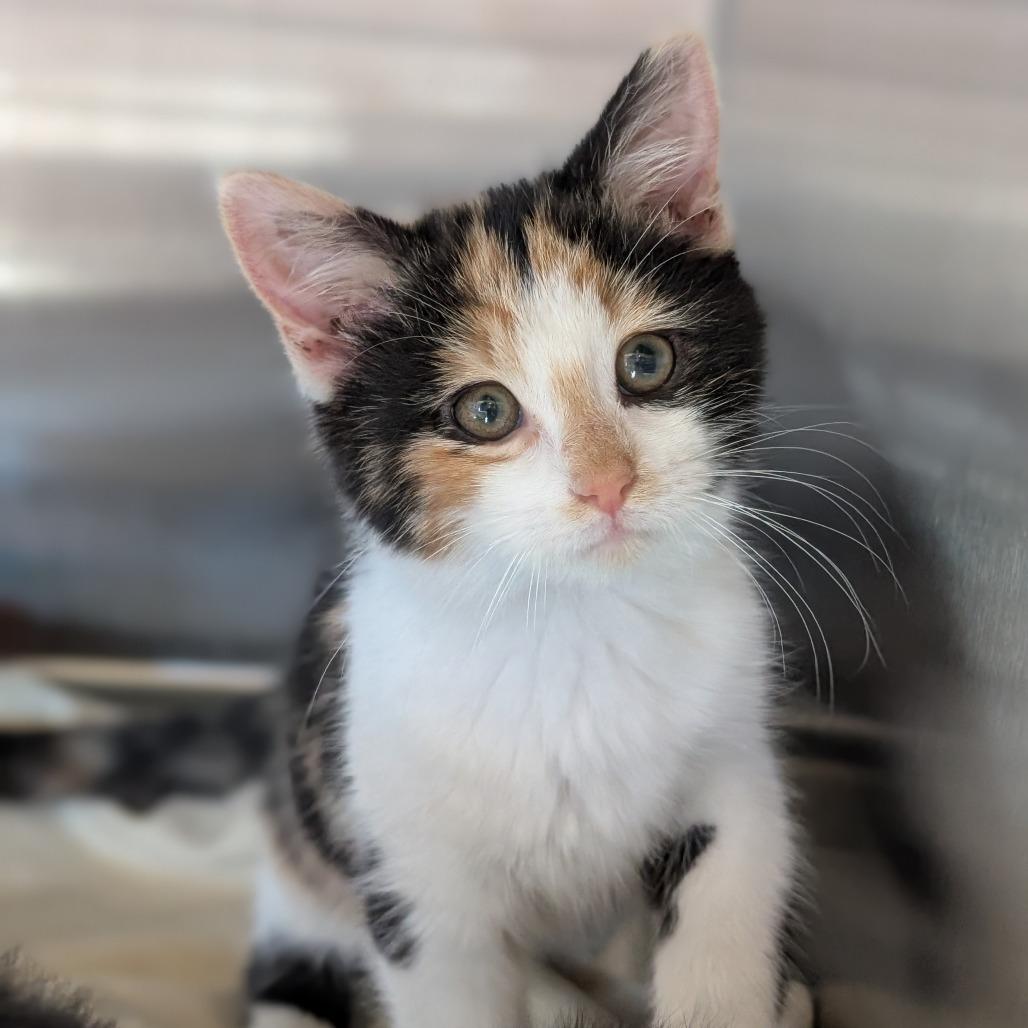 Enlarge Cherry, a Adoptable Domestic Short Hair in Asheville, NC image 2/5