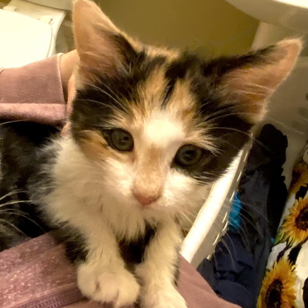 Enlarge Cherry, a Adoptable Domestic Short Hair in Asheville, NC image 3/5