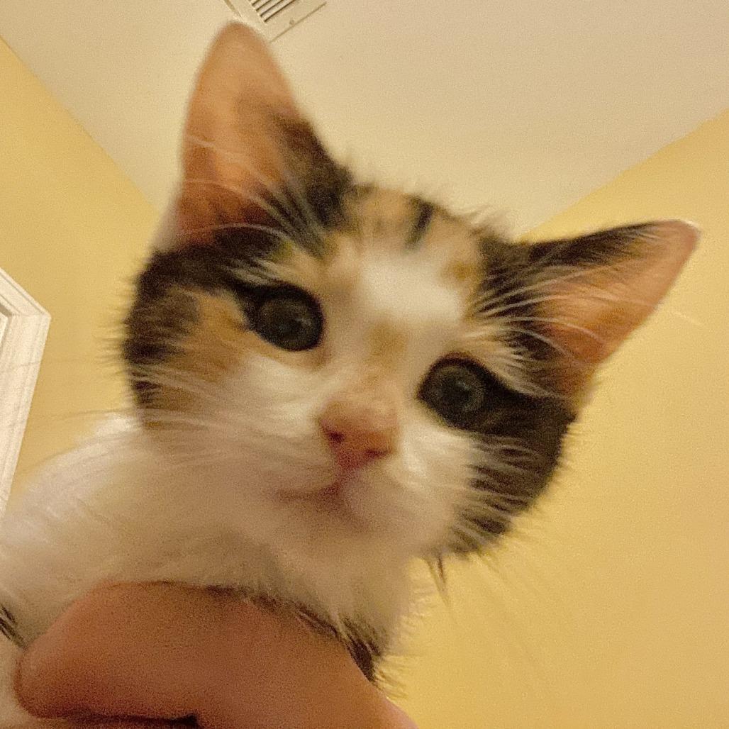 Enlarge Cherry, a Adoptable Domestic Short Hair in Asheville, NC image 4/5