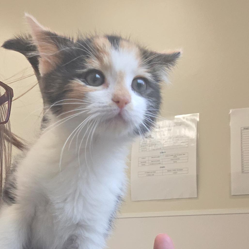 Enlarge Cherry, a Adoptable Domestic Short Hair in Asheville, NC image 5/5