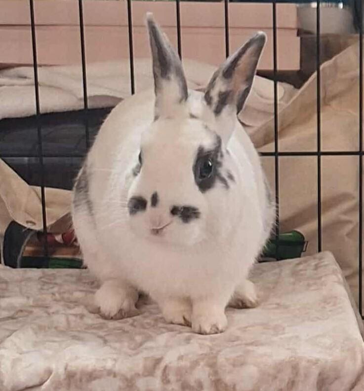 Pierre, Adoptable, Adult Male Dutch.