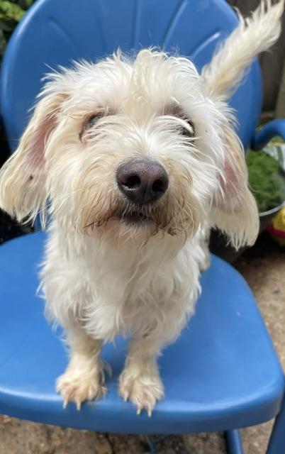 Enlarge Sprite, a ADOPTABLE Maltese in Memphis, TN image 4/4