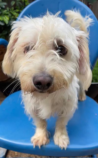 Enlarge Sprite, a ADOPTABLE Maltese in Memphis, TN image 2/4