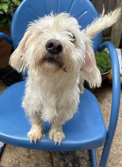 Sprite, ADOPTABLE, Adult Male Maltese.