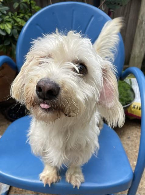 Enlarge Sprite, a ADOPTABLE Maltese in Memphis, TN image 3/4