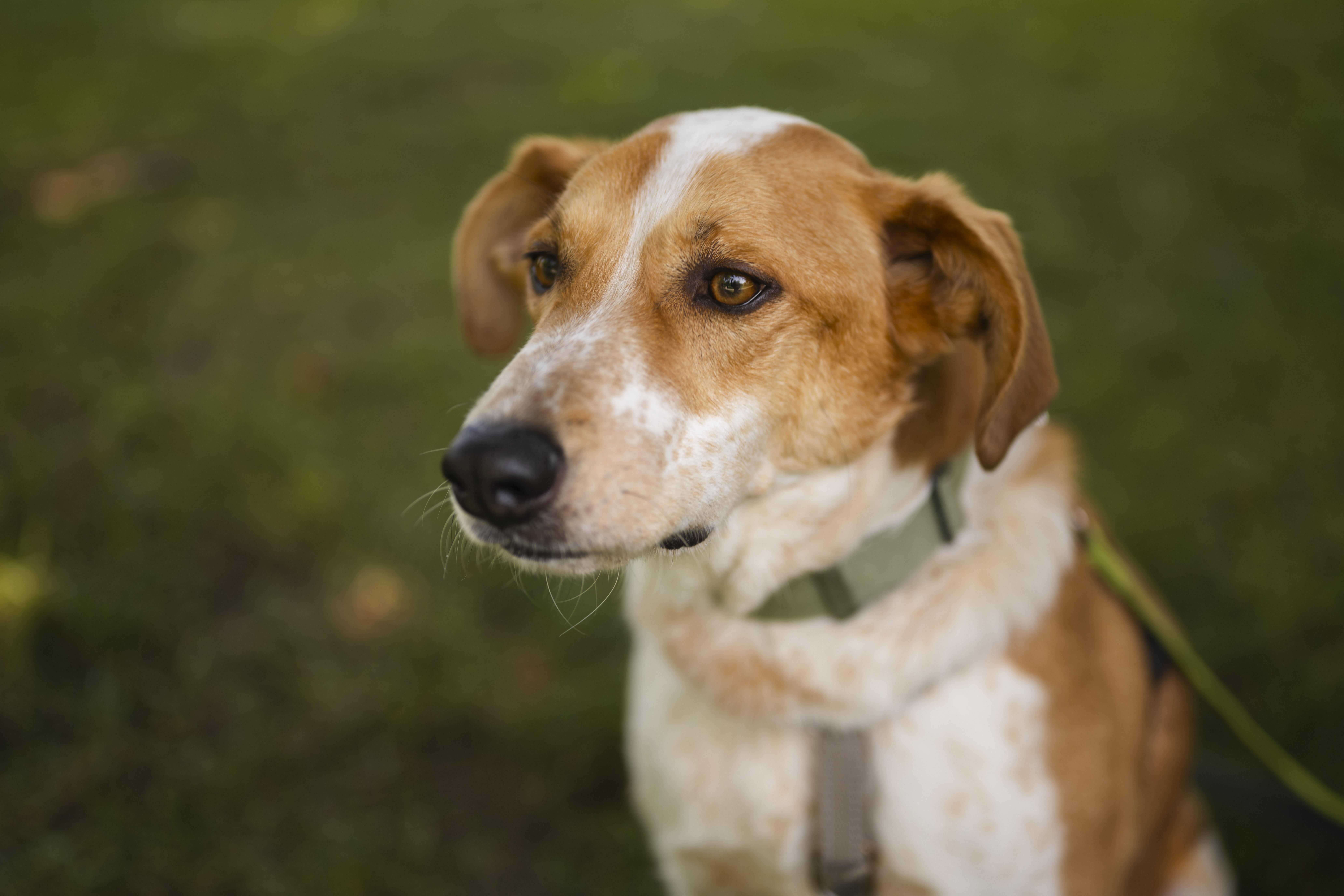 Enlarge Dexter, a Adoptable mixed breed in Mississauga, ON image 6/6