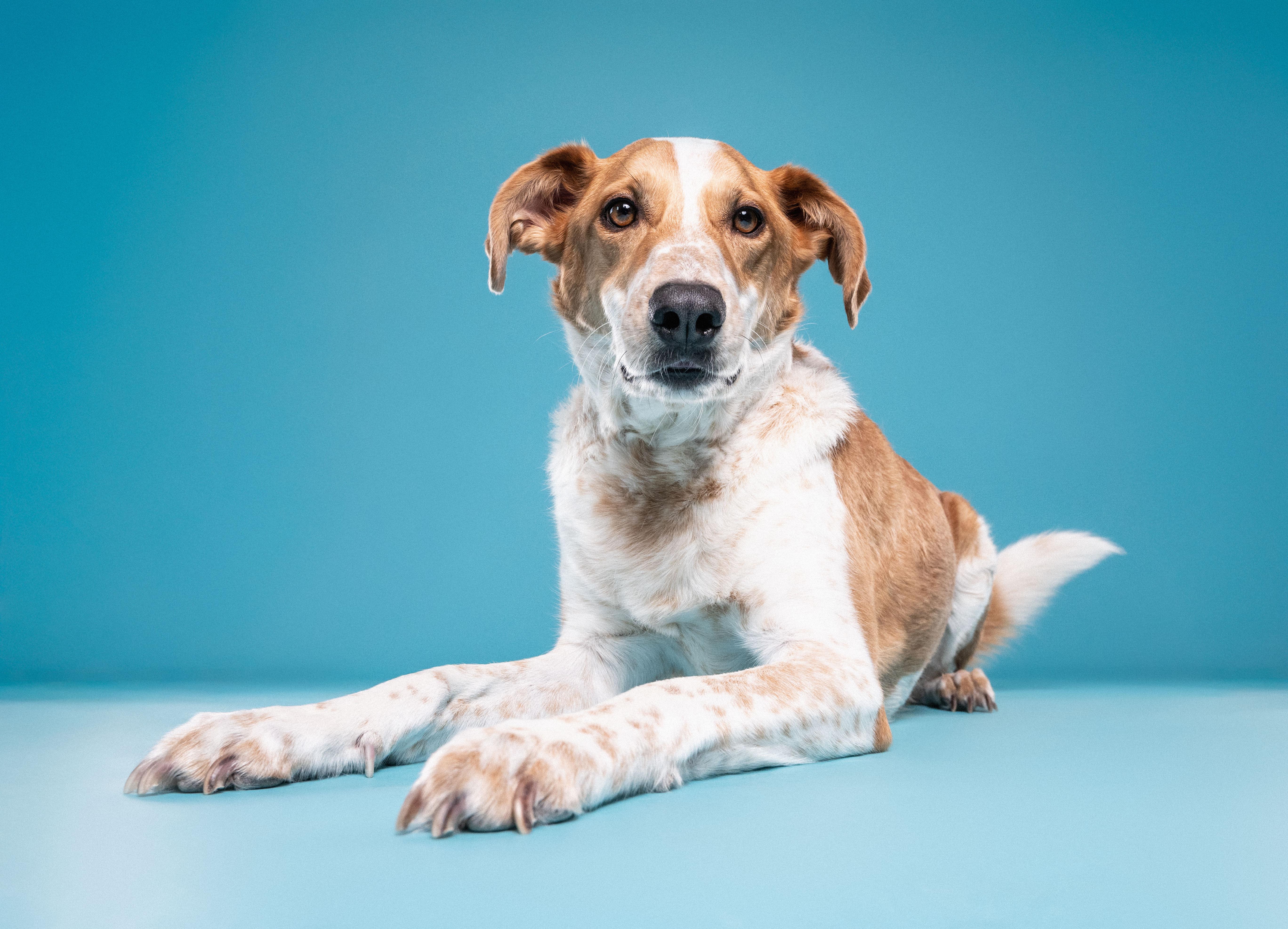 Enlarge Dexter, a Adoptable mixed breed in Mississauga, ON image 1/6