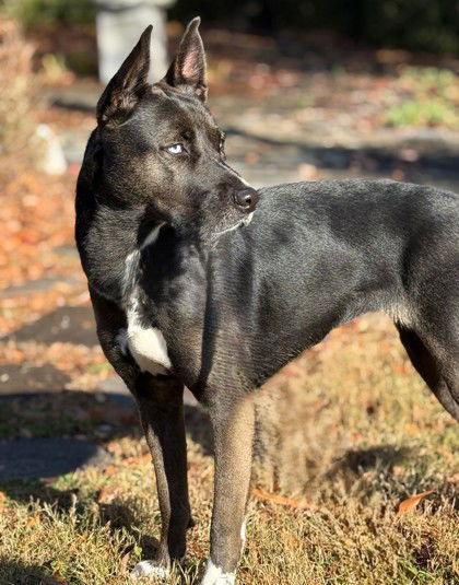 Jackal-Lynn, Adoptable, Adult Female Husky & Pit Bull Terrier.