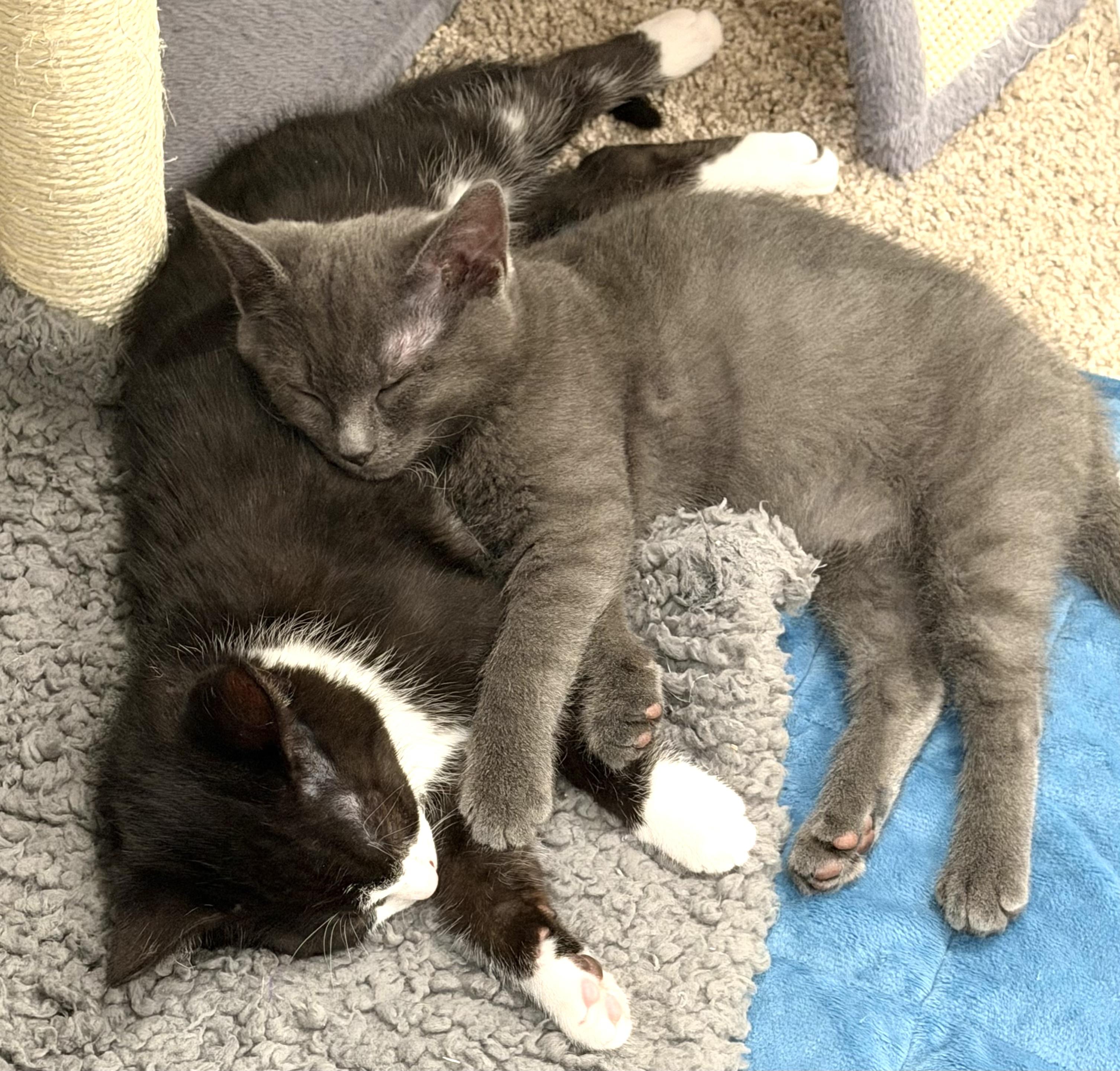 Enlarge Blaze, an adopted Domestic Short Hair in Redmond, WA image 2/3