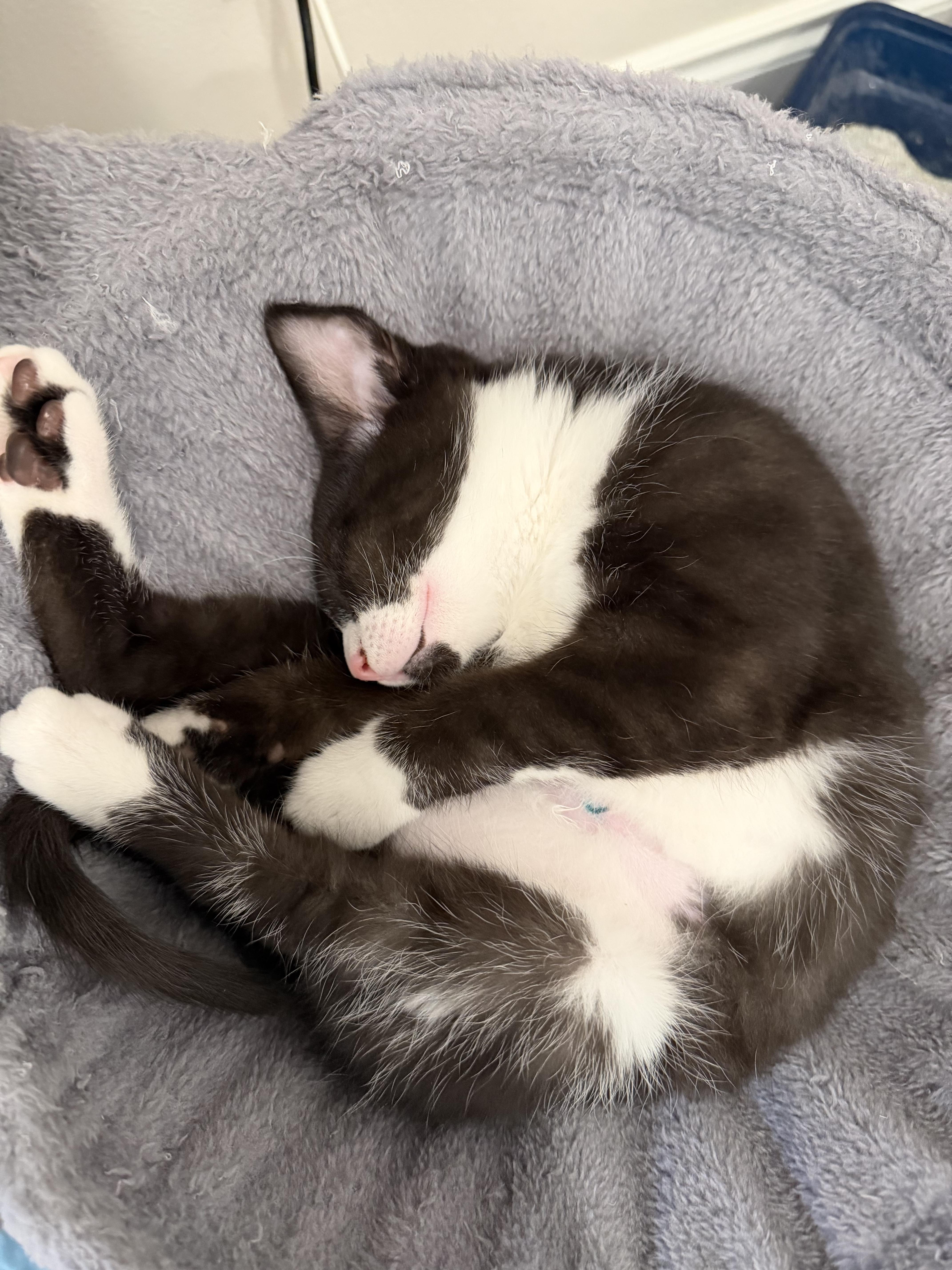 Enlarge Blaze, an adopted Domestic Short Hair in Redmond, WA image 3/3