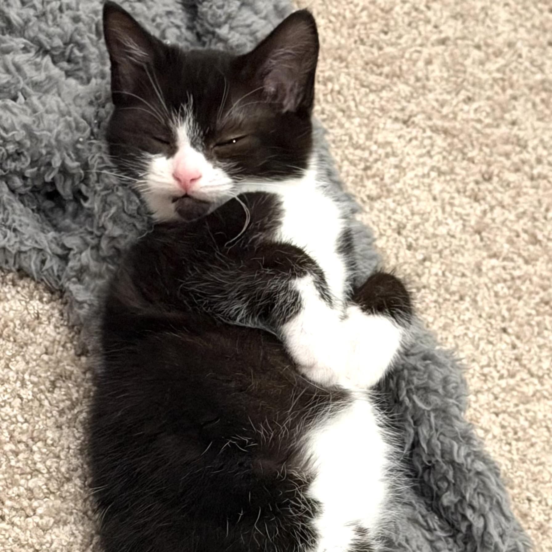 Blaze, adopted, Kitten Male Domestic Short Hair.