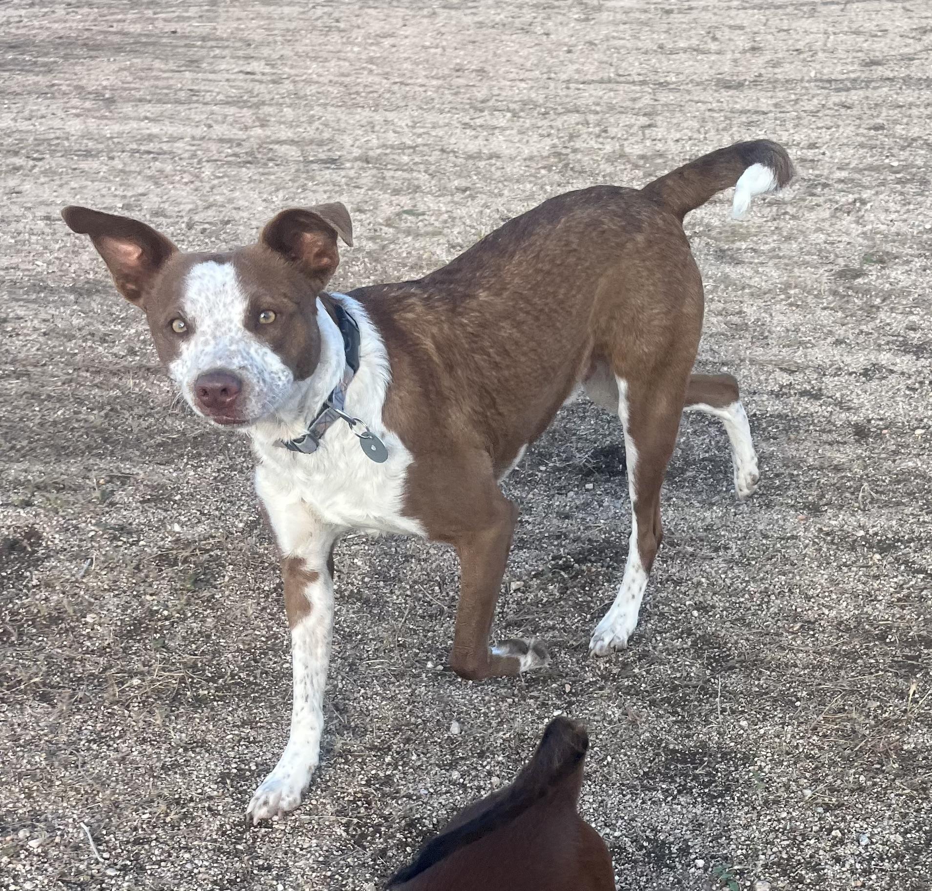 Taco, a Adoptable mixed breed in Lancaster, CA image 2/6