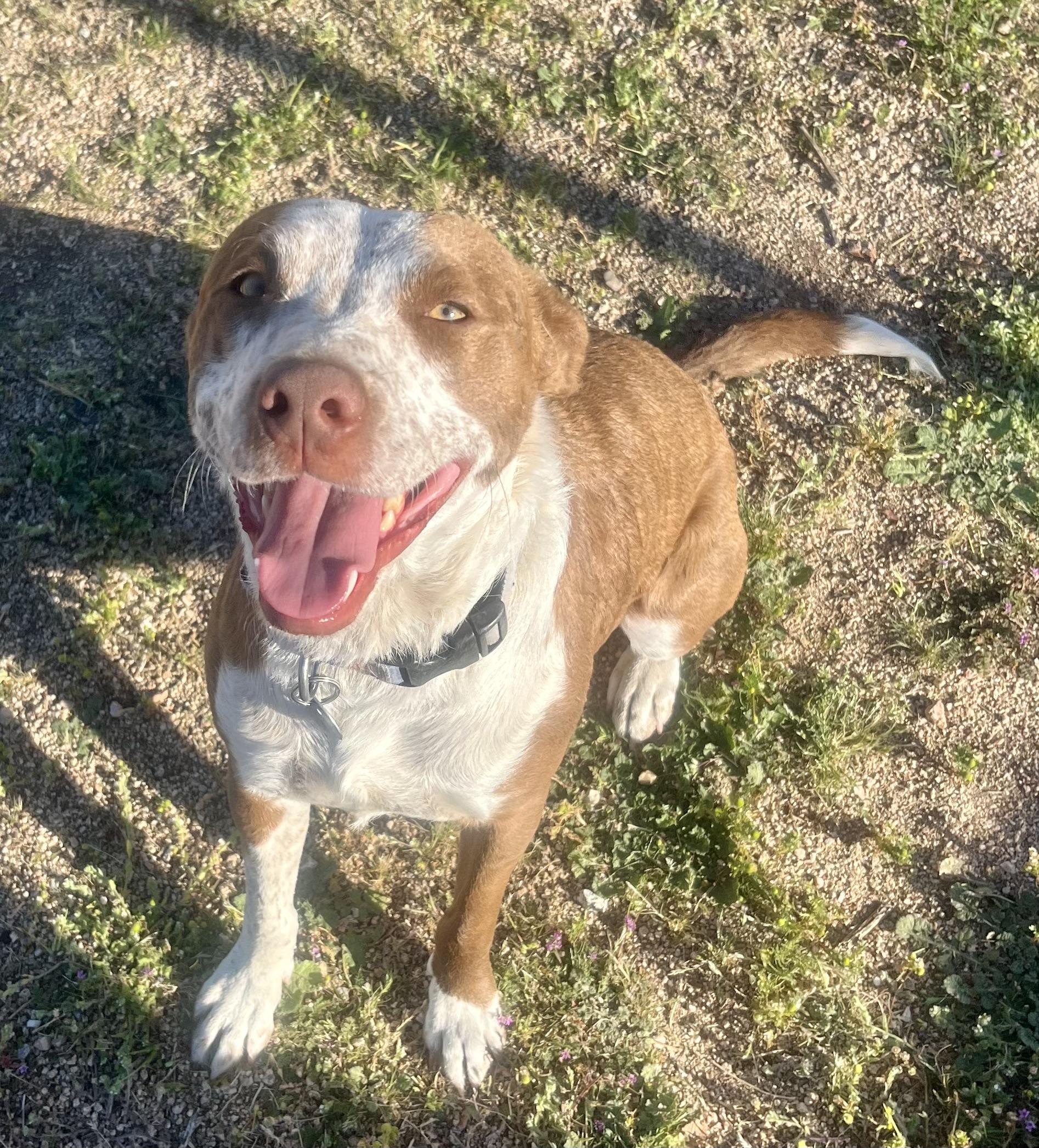 Taco, a Adoptable mixed breed in Lancaster, CA image 3/6