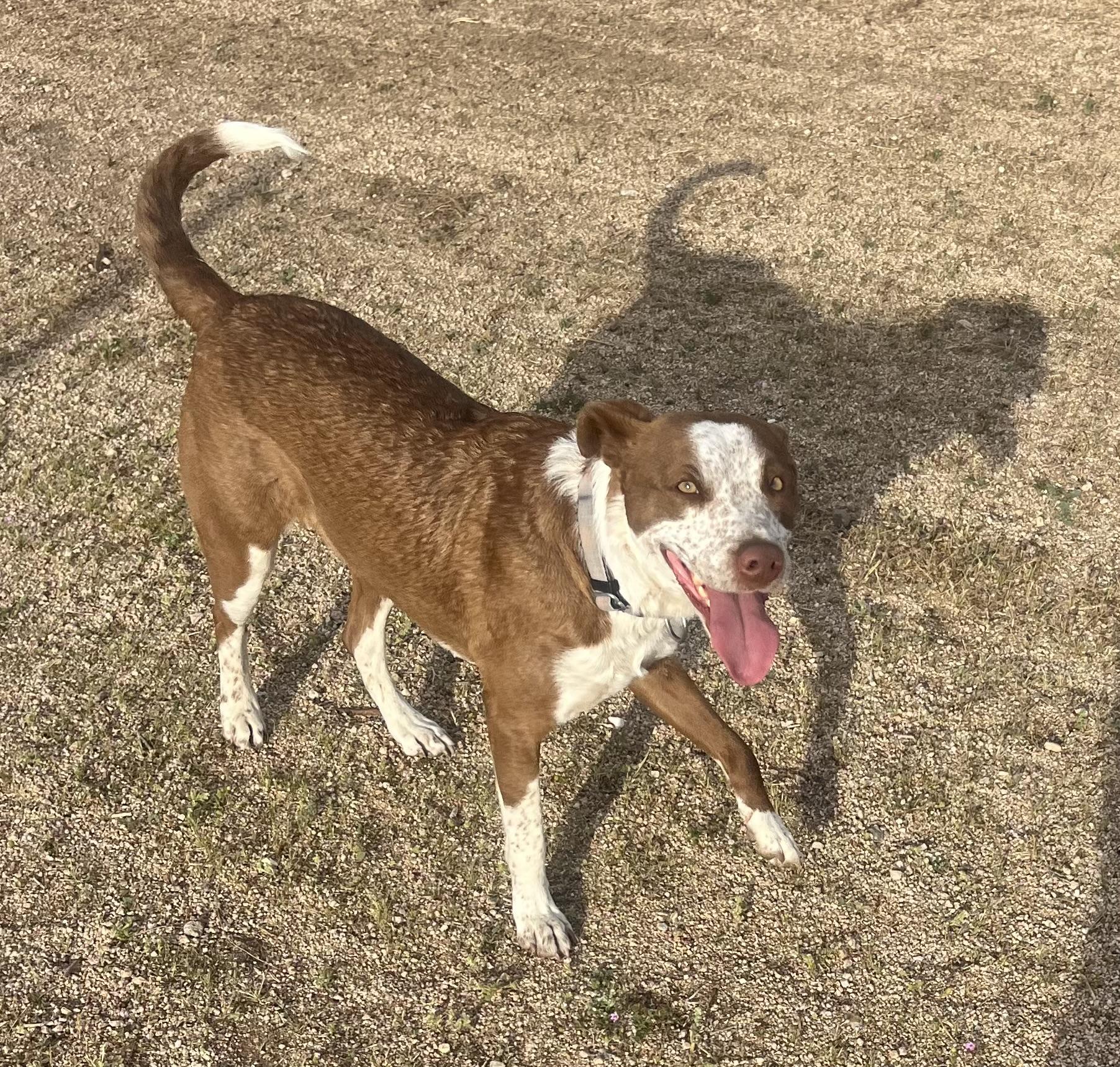 Taco, a Adoptable mixed breed in Lancaster, CA image 4/6