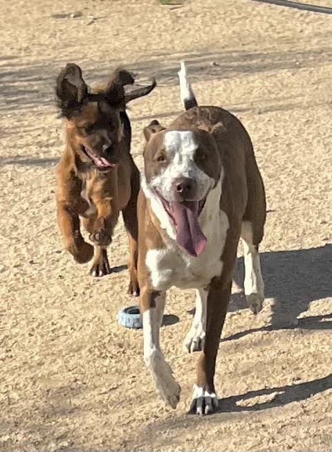 Taco, a Adoptable mixed breed in Lancaster, CA image 6/6