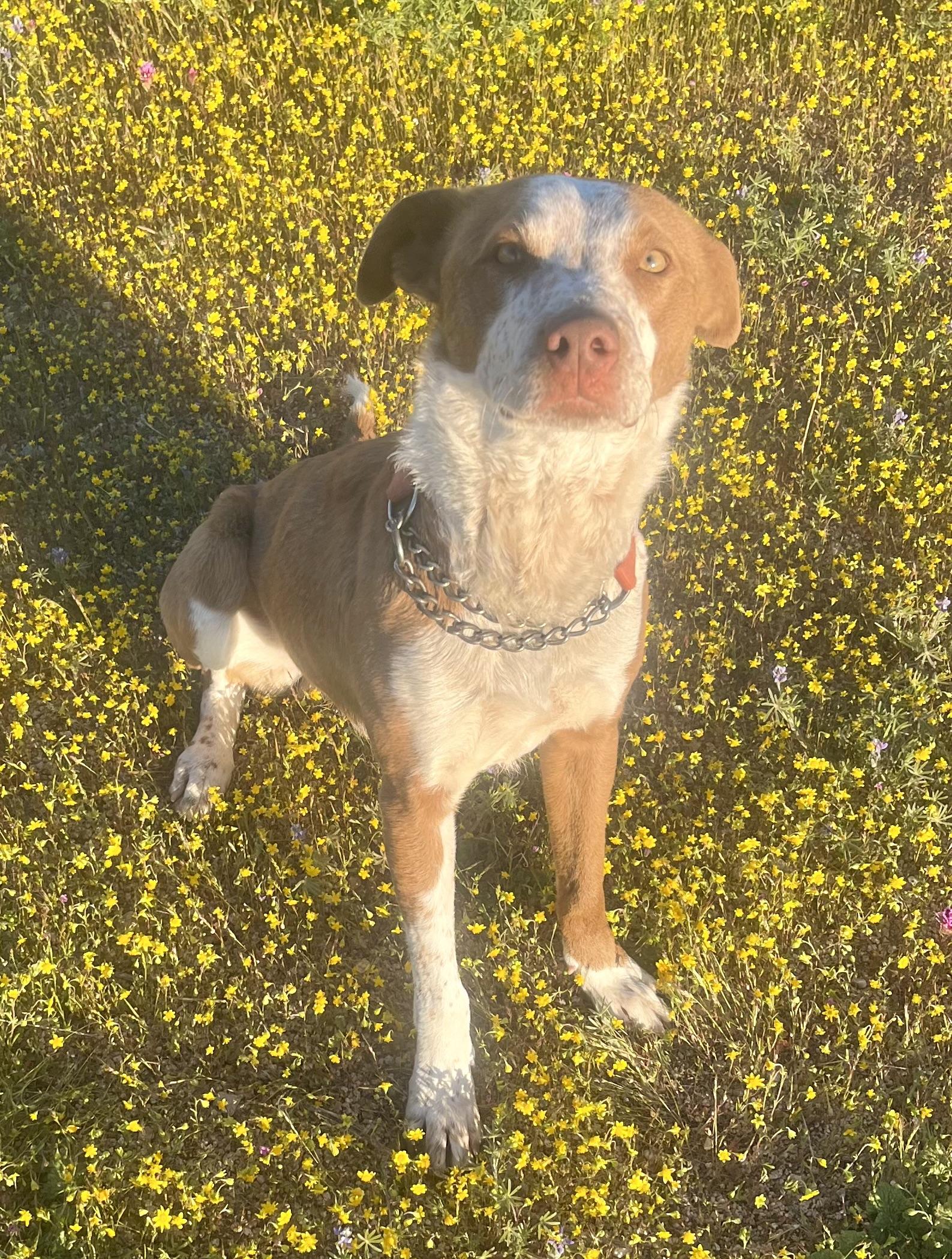 Enlarge Taco, a Adoptable mixed breed in Lancaster, CA image 6/6